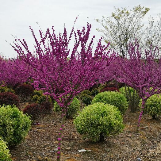 沭阳县红花紫荆 紫荆树，紫荆花，庭院栽植，道路绿化