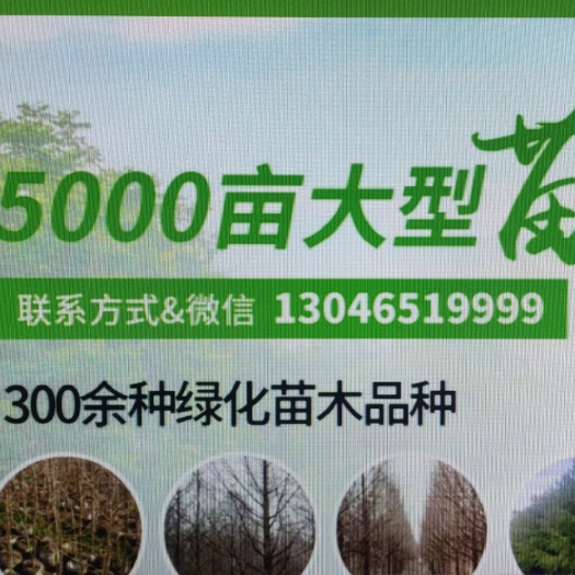盐城10公分暴马丁香价格