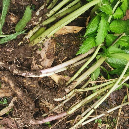 宝兴县山油菜  大叶碎米荠种苗