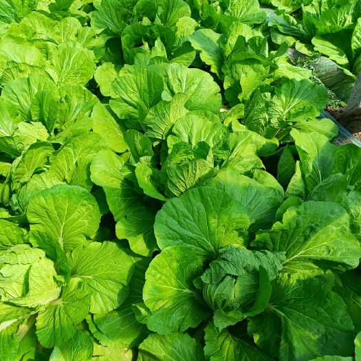安阳县黄心大白菜 棚里大白菜上市！需要的老板联系！！