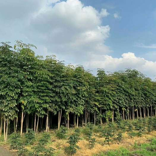 重庆市幸福树盆栽，绿宝树，菜豆树