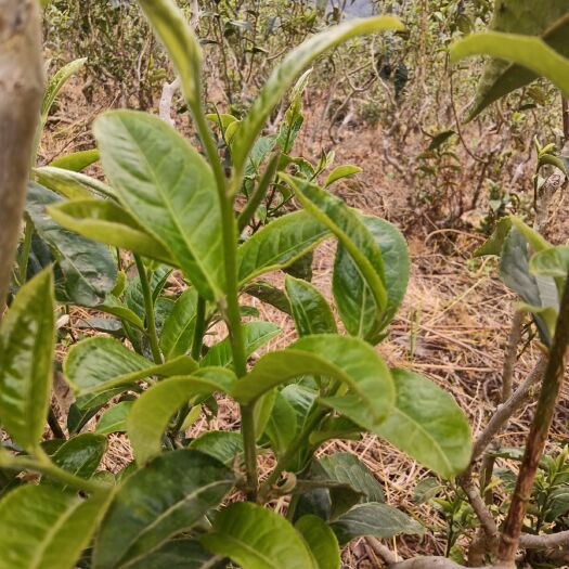 永德县黄芽茶  春茶老树茶