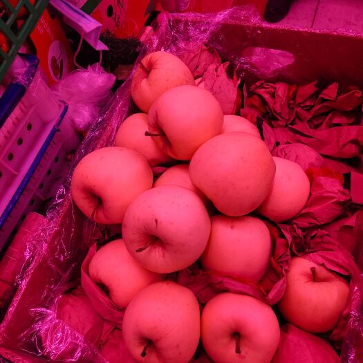 灯塔市 黄元帅苹果
