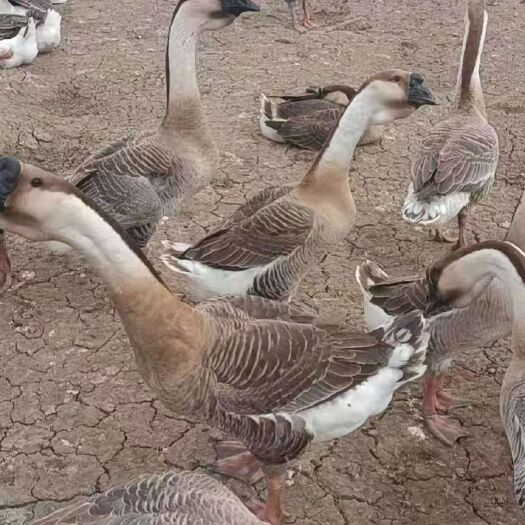 宾阳县120天的大白沙鹅均重12斤