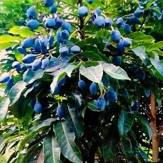 灵山县黑橄榄苗 黑橄榄果树苗正品嫁接当年结果可盆栽地栽南北方均可种