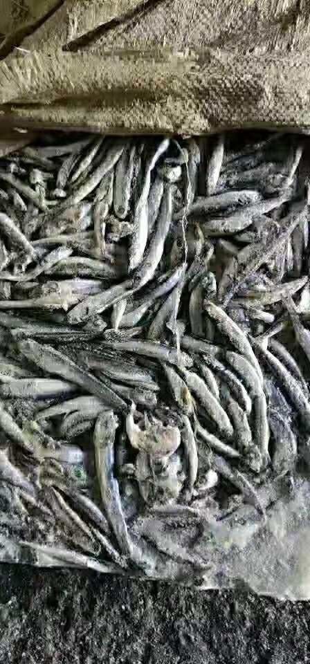 荣成市饲料鱼鳀(ti)鱼螃蟹饲料喂鱼虾蟹整车发货喂大闸蟹