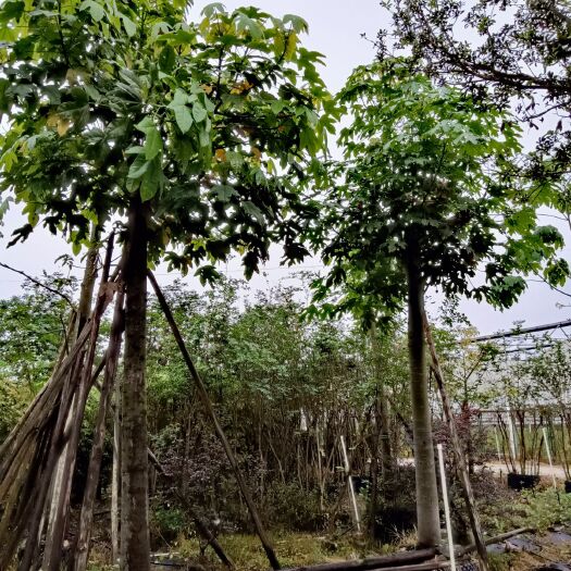 南宁澳洲杉盆景  澳洲火焰木