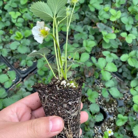 泰安章姬草莓苗 穴盘苗 是 