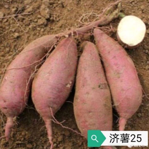 禹州市济薯25红薯苗  济薯25冷棚脱毒红薯苗 基地直发 质量保证