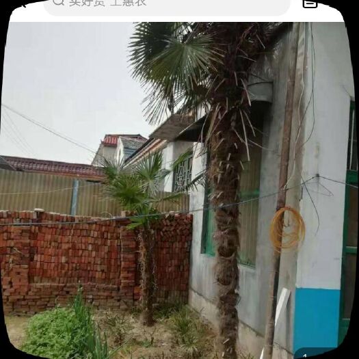 巨野县 棕榈树苗景点墓地