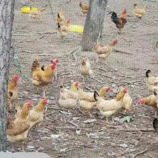启东市土鸡 散养老母鸡