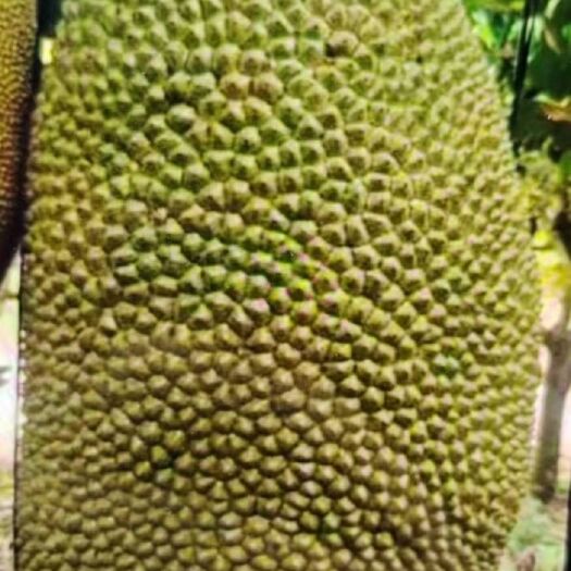 陵水县菠萝蜜  一级大果，质量保证，价格可谈，现在现卖
