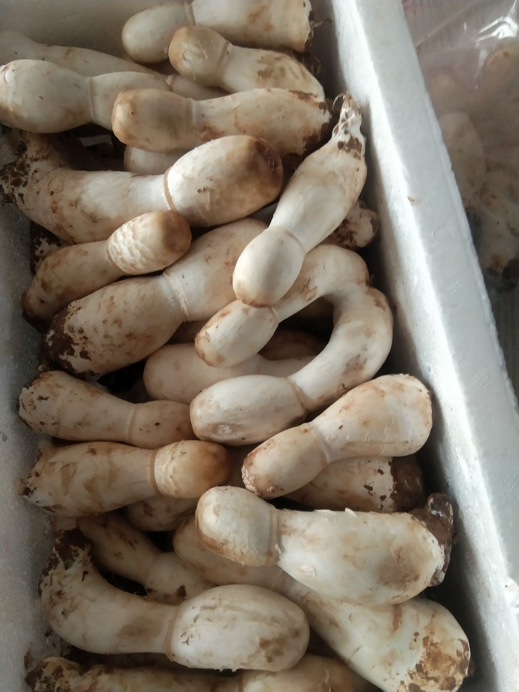 三门峡鸡腿菇菌种  大田种植，无污染，常年有货，优质产品，