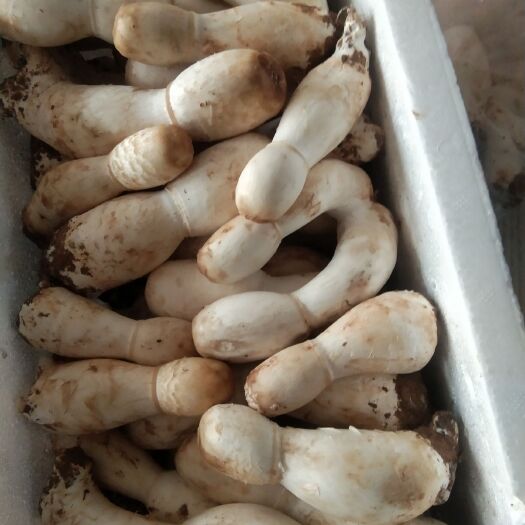 三门峡鸡腿菇菌种  大田种植，无污染，常年有货，优质产品，