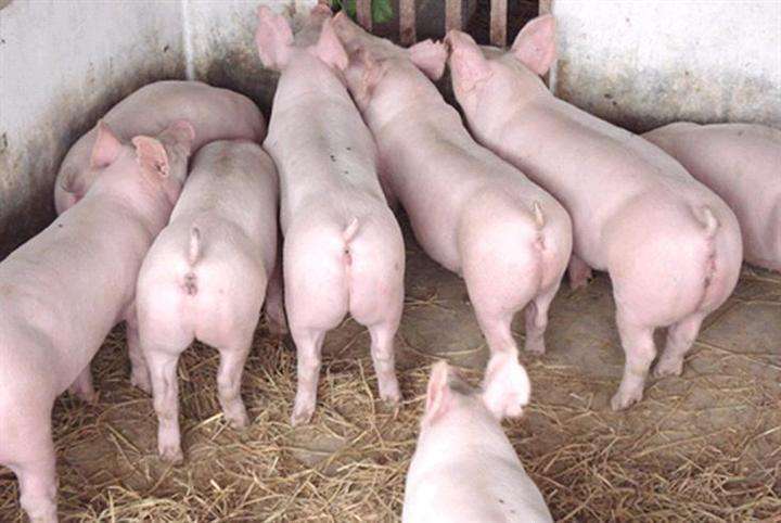 武冈市黑猪  本基地常年供应母猪系列二元、长白、土杂、黑母猪，品种