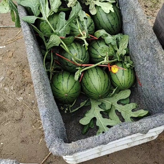 山东潍坊小糖丸西瓜，全美2k西瓜，吊瓜，地爬西瓜产地批发