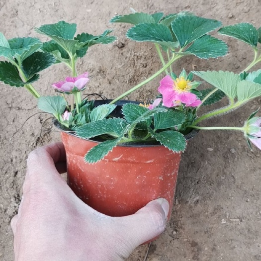 青州市草莓苗 草莓花
