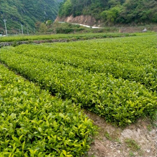 余庆县茶树苗  大量供货云贵绿茶苗、苦丁茶苗