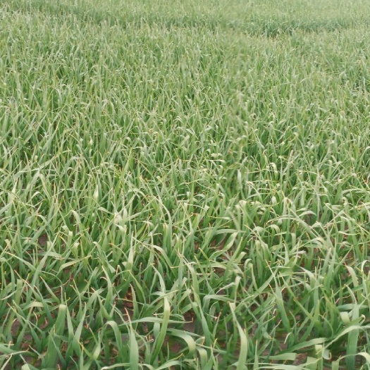石家庄诚信蔬菜基地，红根蒜苗，，可挑选，质量好，欢迎各地老板采购！