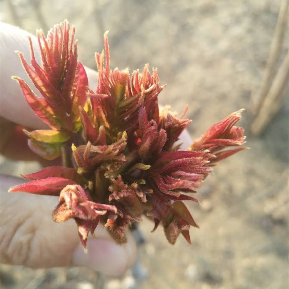 头茬纯红油香椿芽，现在开始采摘了，支持批发，零售，一件代发。