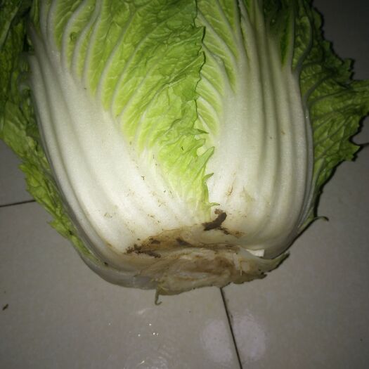 彭州市黄心大白菜 大白菜菜地直供价格随行就市