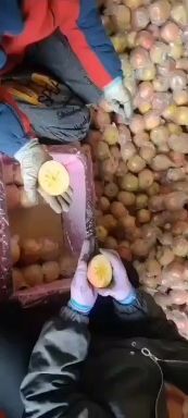 万荣县红富士苹果 山西省运城市万荣县 膜袋 条红+片红 电商果