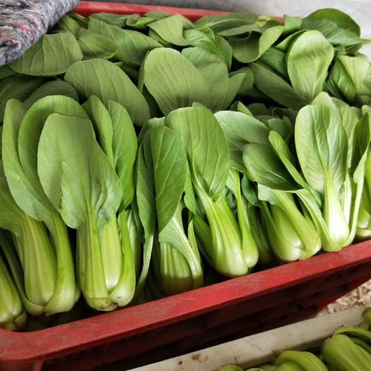 聊城上海青，油菜，小白菜