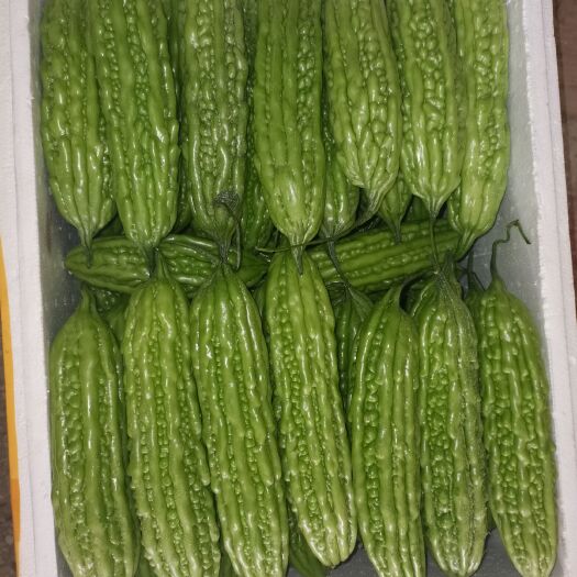 南宁 青珍珠苦瓜质量好