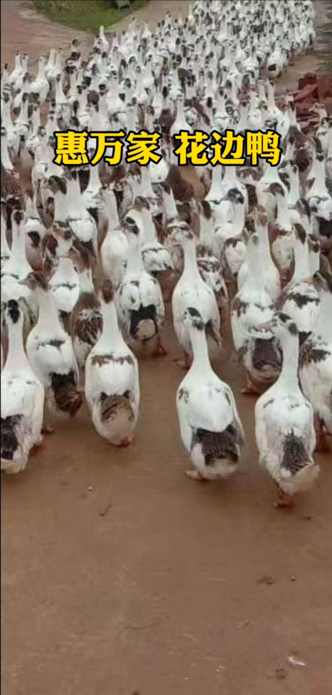 肉鸭苗  花边鸭苗 优质鸭苗 运输包存/活 包做双抗疫苗