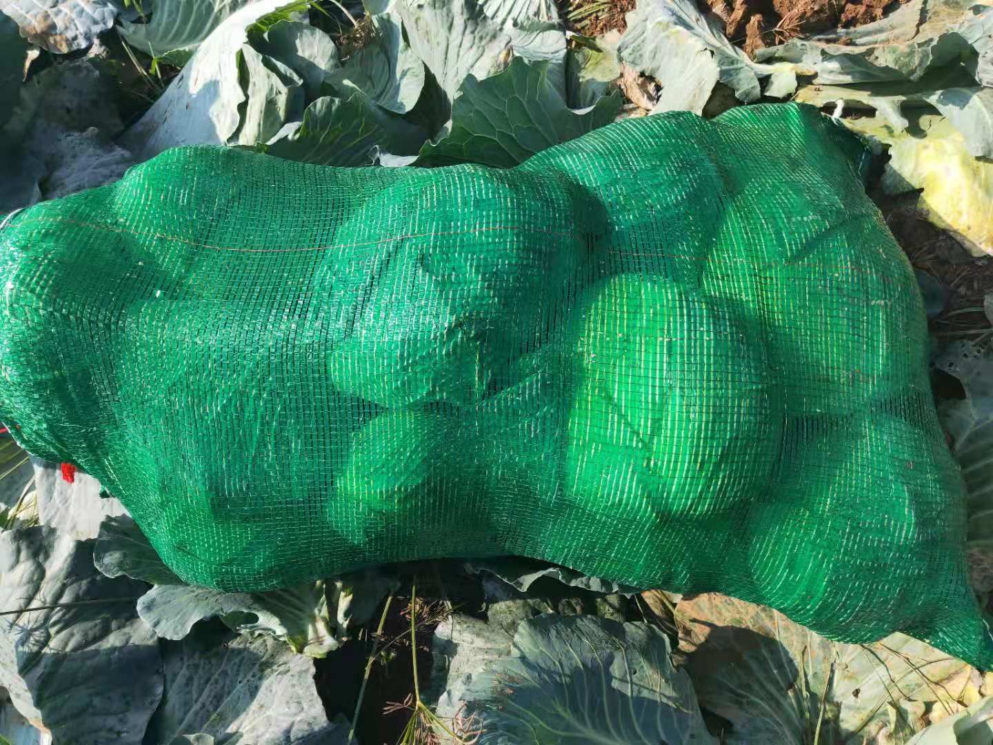 奥奇娜扁包菜 基地直供  耐运输个头匀称