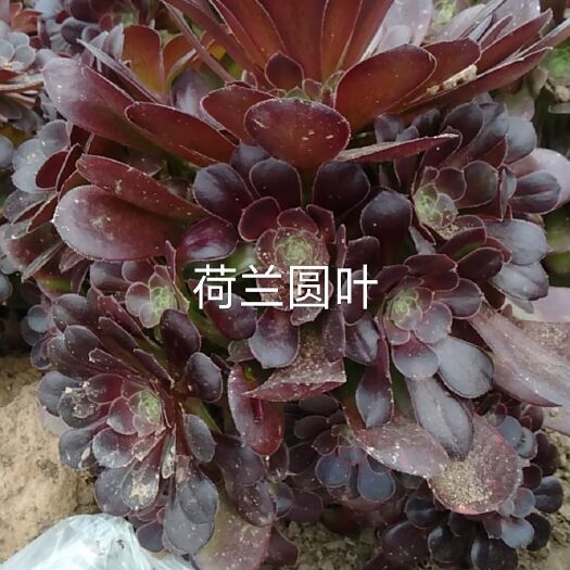 单县多肉法师  荷兰圆叶