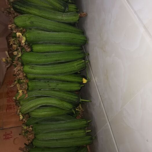 南宁肉丝瓜  青水瓜