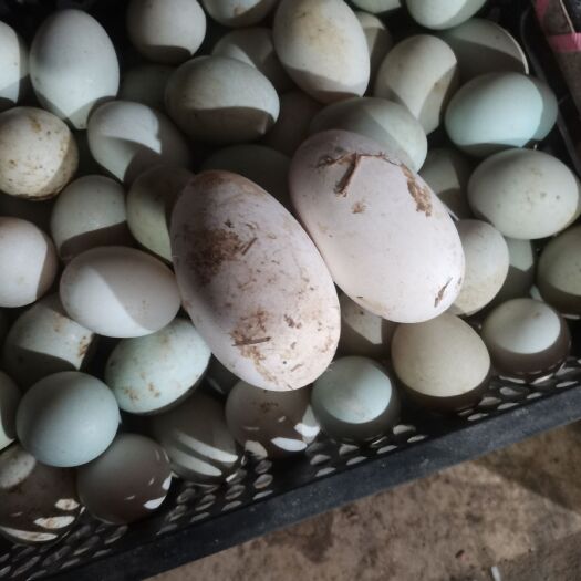 泌阳县青皮鸭蛋 纯粮喂养，味正物美，营养价值高