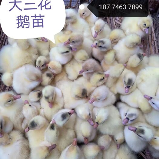 永州白鹅苗  大种三花白鹅，长速超快的大白鹅，苗子漂亮，需要的老板与我联系