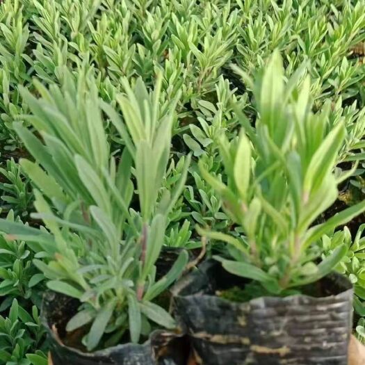 青州市薰衣草 花海专用 基地直供质优价廉