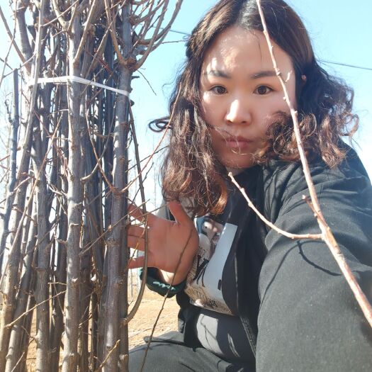 李子树苗  大李子苗