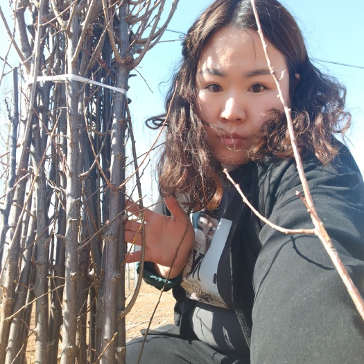 北票市李子树苗  大李子苗