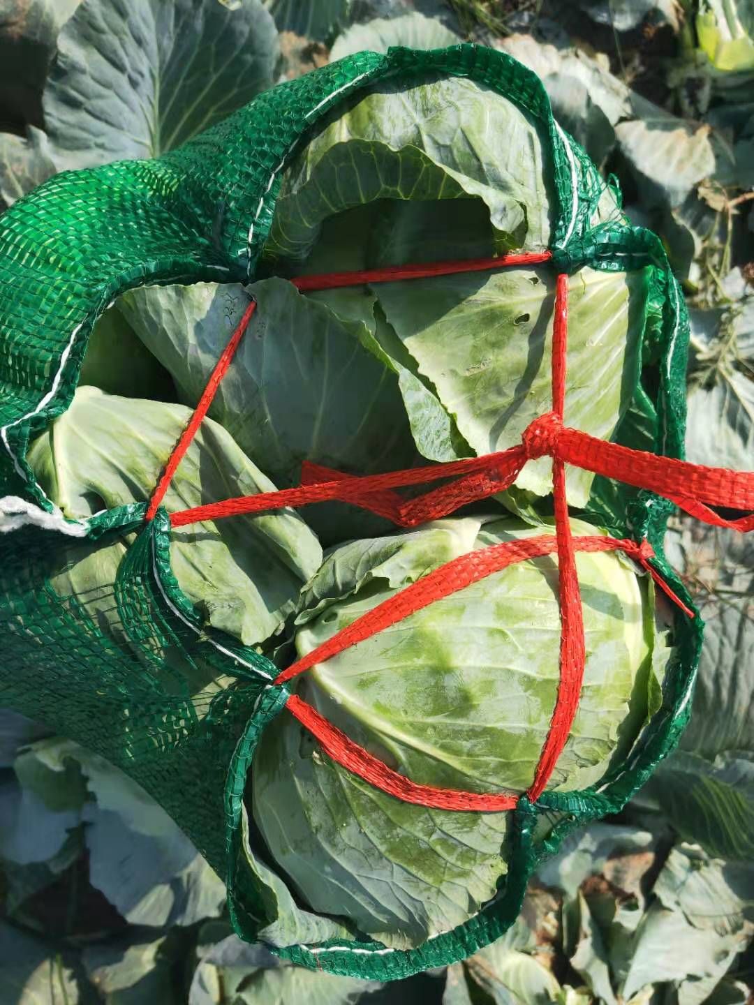 奥奇娜扁包菜 基地直供  耐运输个头匀称