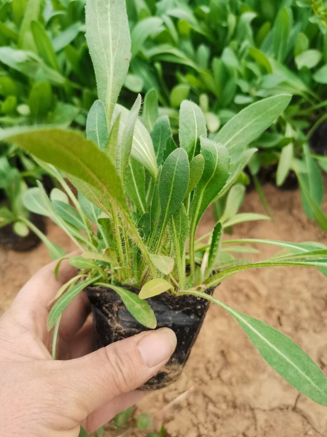黑心菊苗 黑心菊  多年生地被
