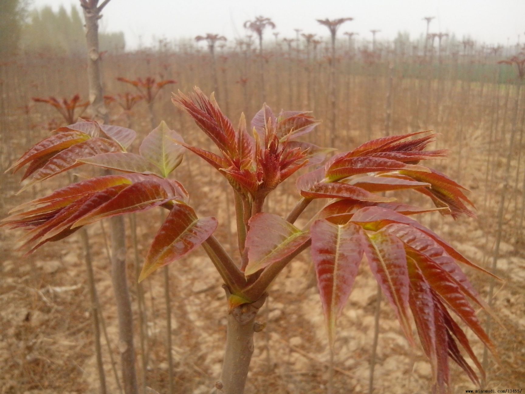 泰安头茬纯红油香椿芽，现在开始采摘了，支持批发，零售，一件代发。