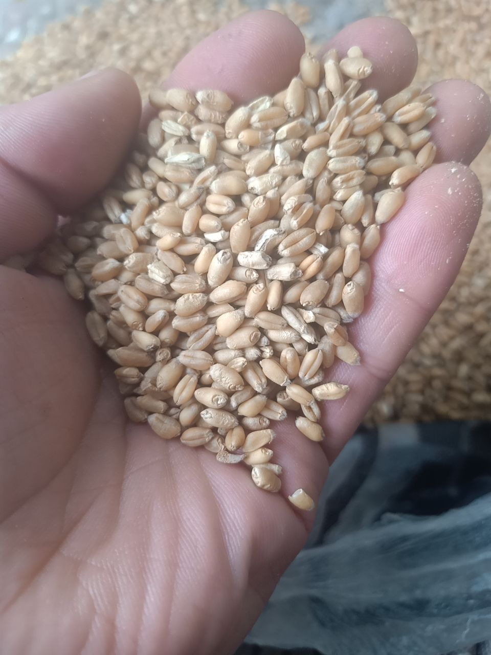 白麦 普通小麦国标