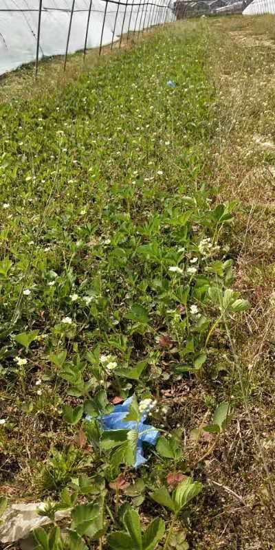 东海县红颜草莓苗 地栽苗 脱毒苗