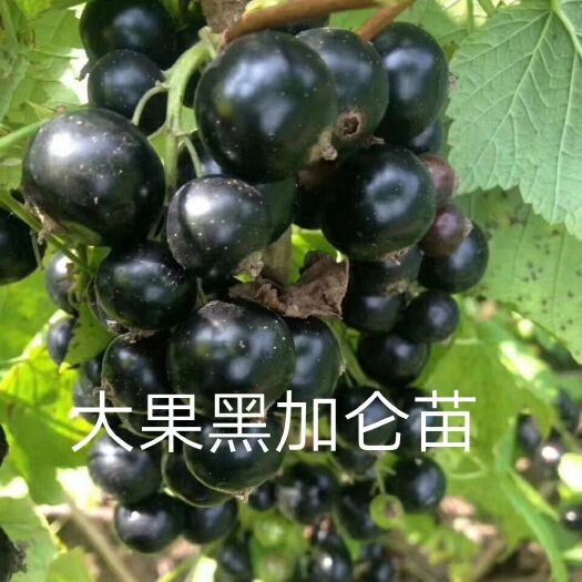 尚志市黑加仑苗，黑醋栗果树苗