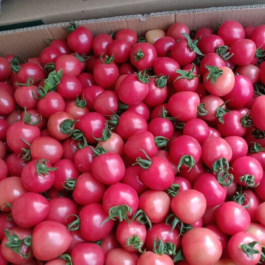 春桃圣女果 新疆维吾尔自治区哈密市伊州区 地头通货