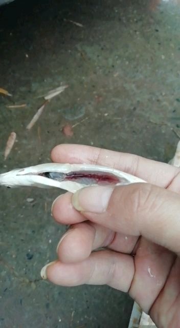 蓬安县白条鱼  (长期有货）白肖餐条，蓝刀，川条，翘嘴，川内水库鱼