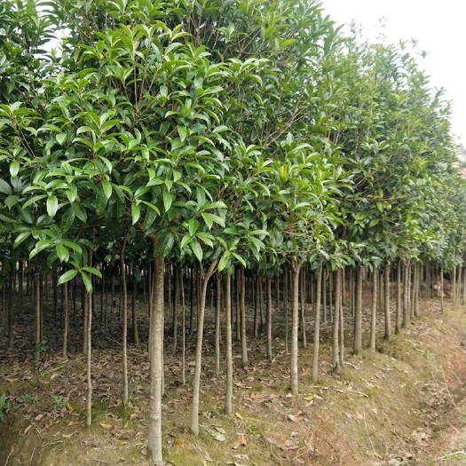 大冶市 8-10公分丹桂树自家种植价格便宜出售量大优惠