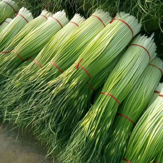丰县白帽蒜薹  丰县白帽蒜苔大量上市，欢迎新老客户前来选购