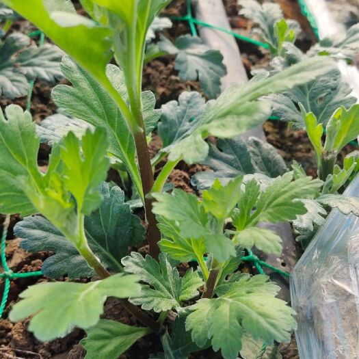 新沂市菊花苗光玉白善京城幽香
