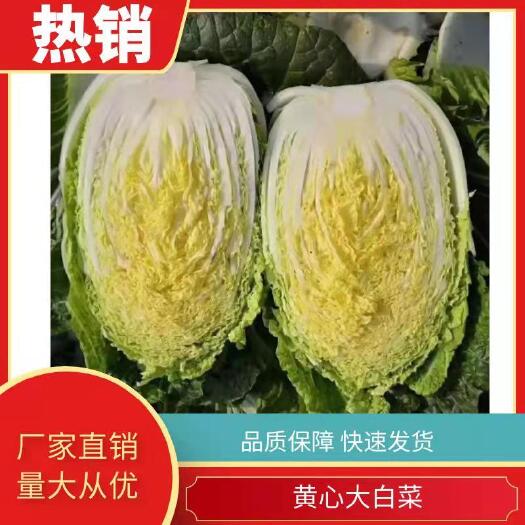 黄心大白菜  精品大白菜。产地直发。超市。市场，加工厂