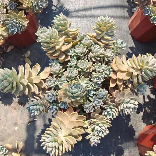 昆明 淡雪群整桩无砍